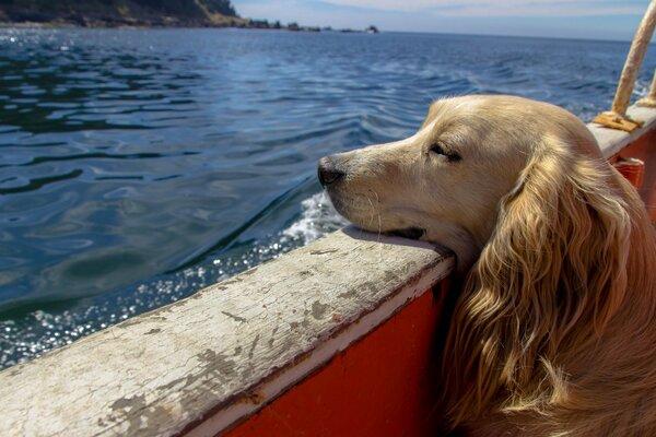 Viaje en barco con un amigo