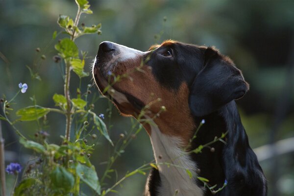 Large Swiss Mountain Dog in nature