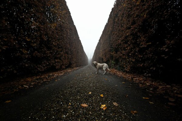 Walking on a foggy morning with a friend