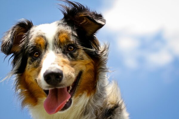 Chien regardant dans le cadre sur fond de ciel