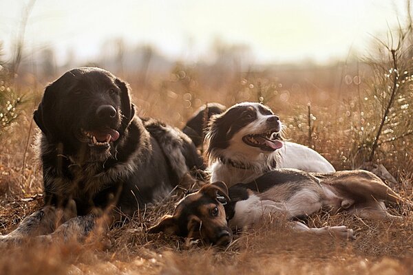 Eine Herde von Hunden ruht sich auf dem Rasen aus