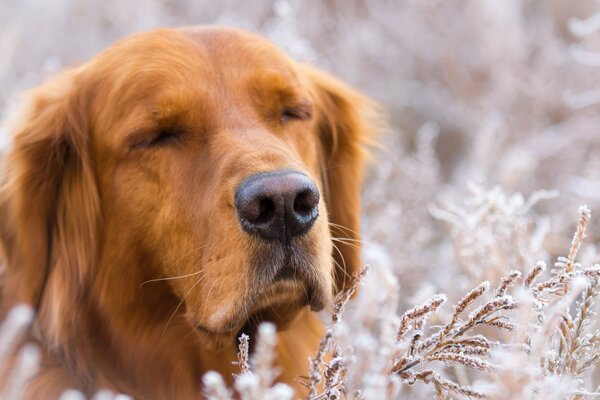 A big beautiful thoughtful dog in winter on the street