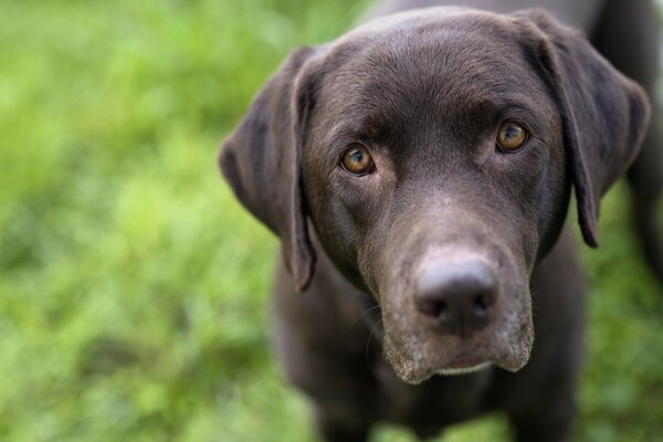 Perro mirada amigo mirada