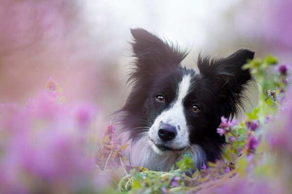 Ein Hund in Blumen. Schöner Blick. Freund des Menschen