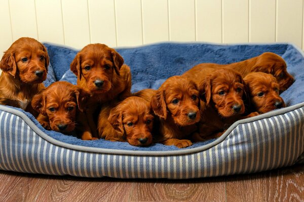 Pequeños cachorros marrones en una camada suave