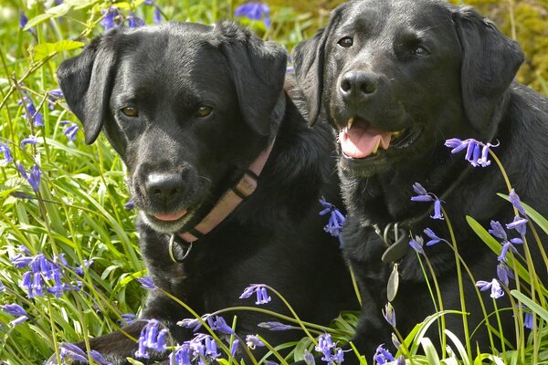 A couple of dogs in the grass with bells