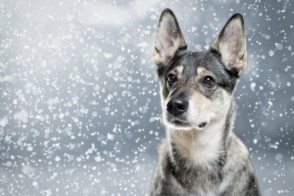 Nasse Nase im Schnee bei einem grauen Welpen