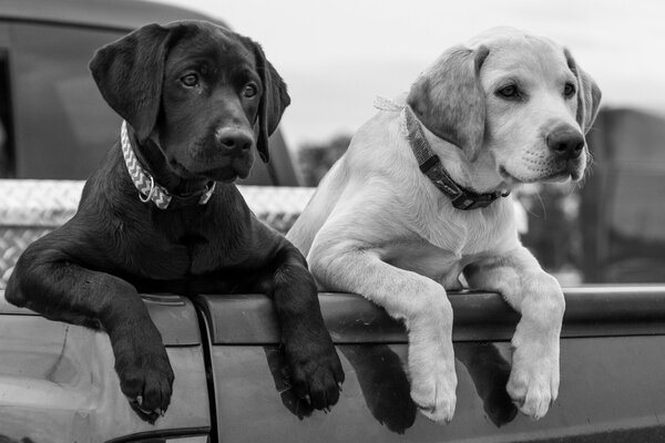 Labrador-Retriever-Welpen legen ihre Pfoten auf den Körper