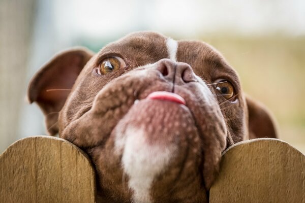 Petit chien ami dévoué