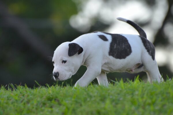 Cachorro caminando sobre la hierba verde