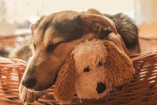 A dog with a stuffed toy in a wicker basket