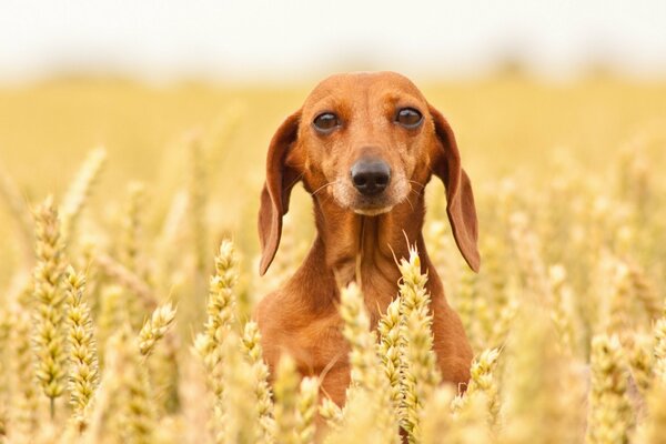 Lindo perro en un campo de trigo. Mejor amigo