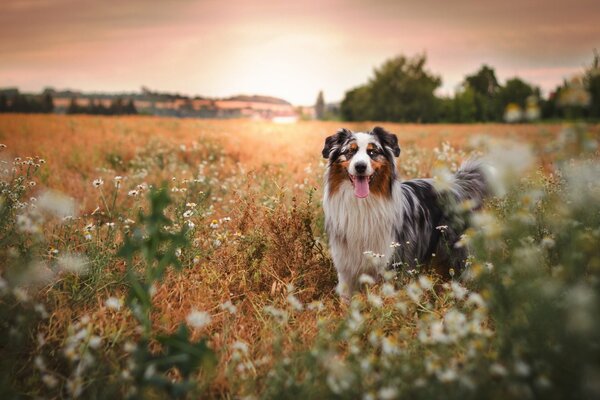 Hund im Sommer in der Natur