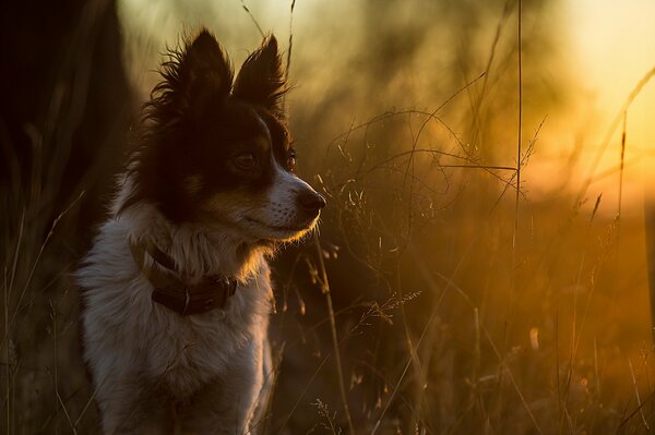 Chien dans le champ sur fond de coucher de soleil