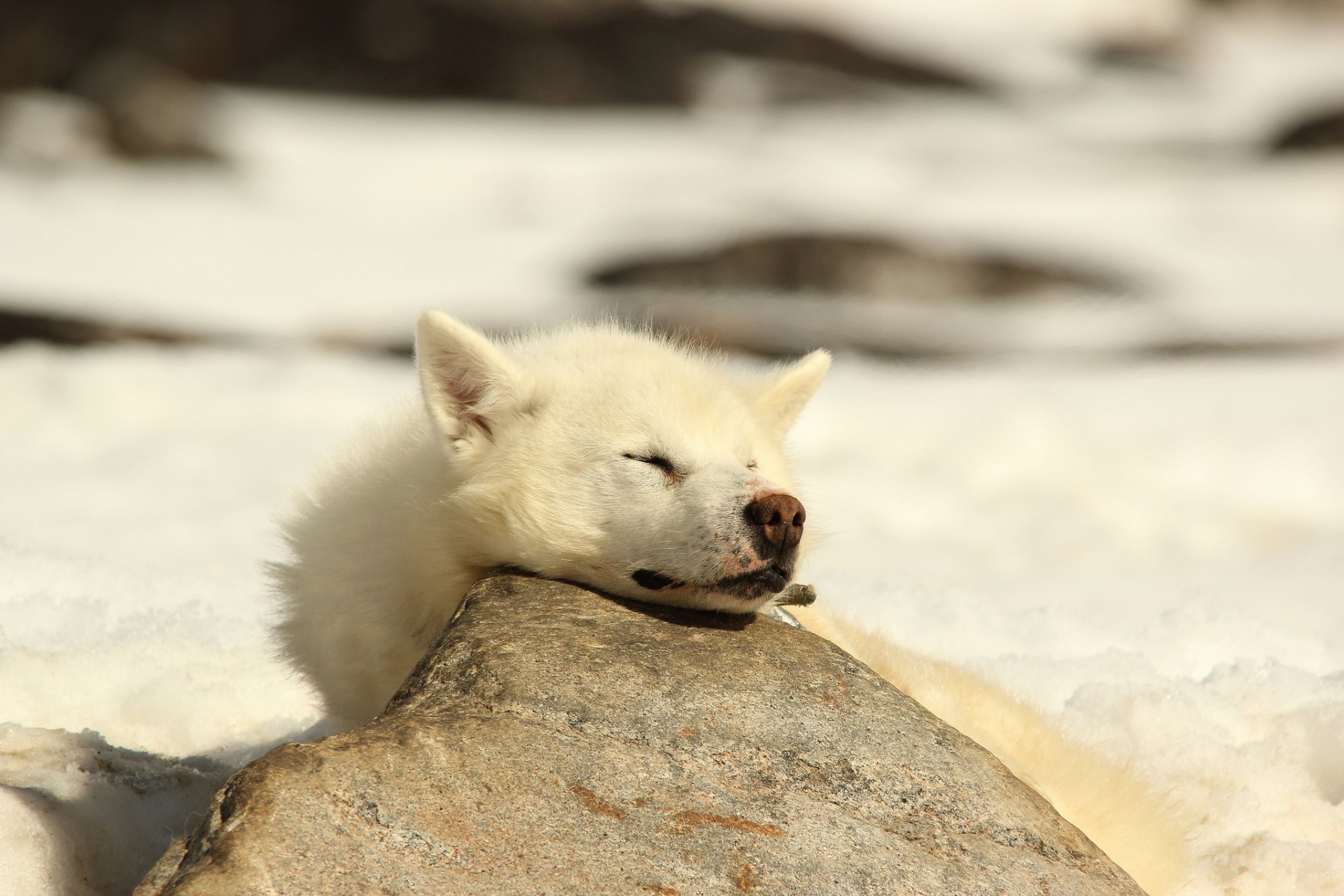 husky sonno amico cane