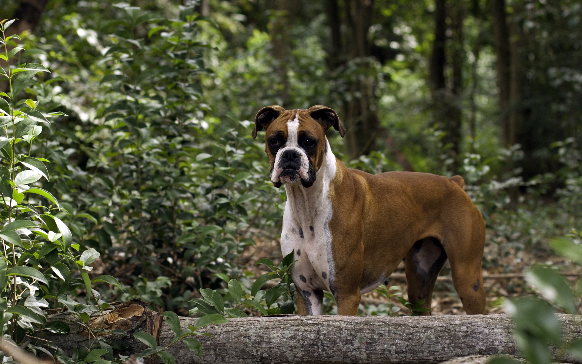 dog view forest