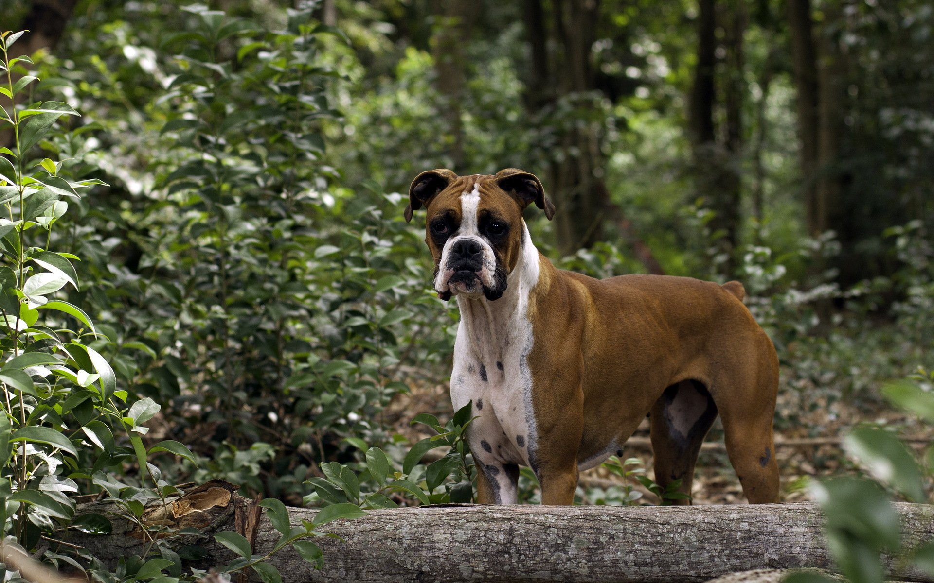 chien vue forêt