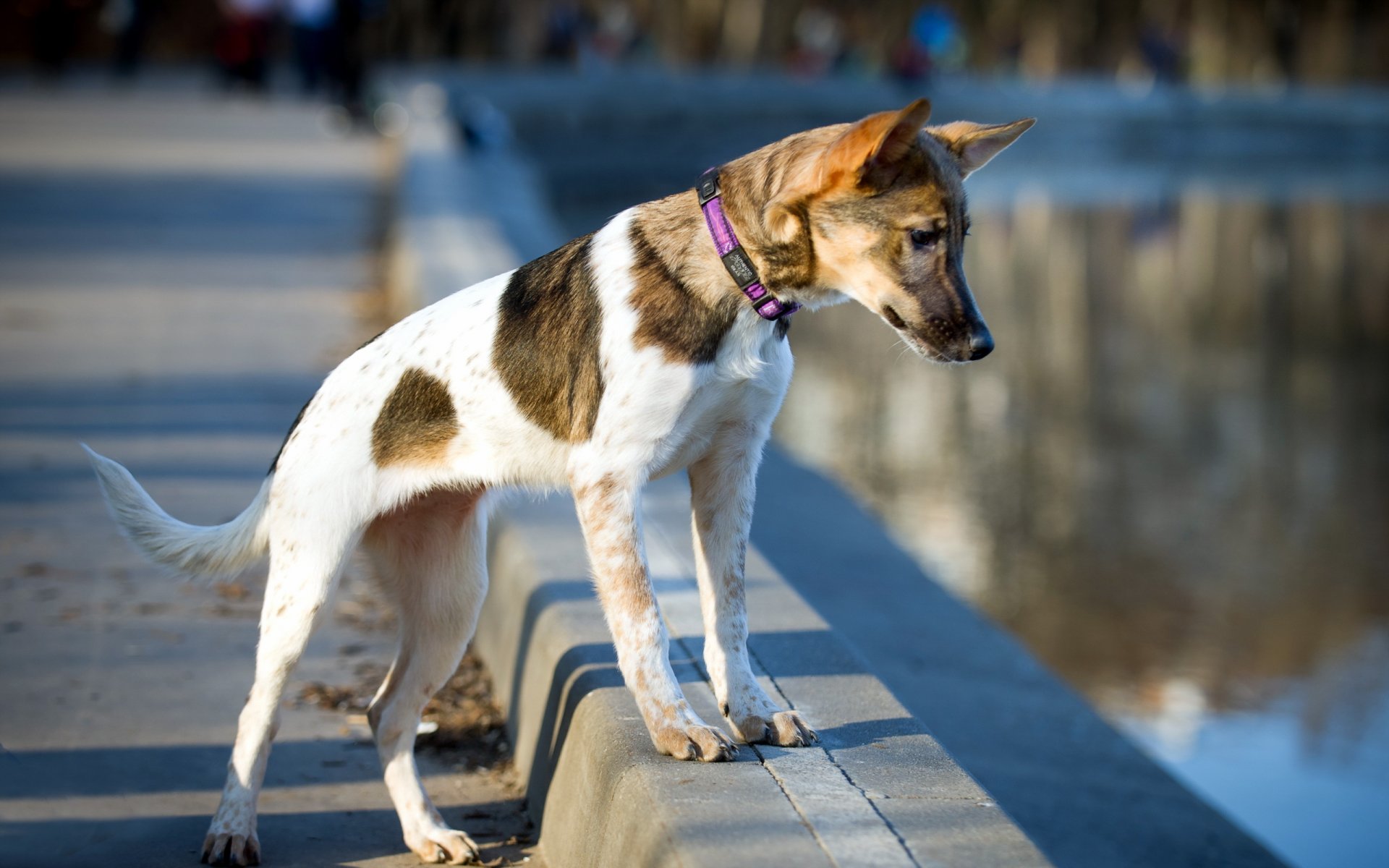 hund blick freund