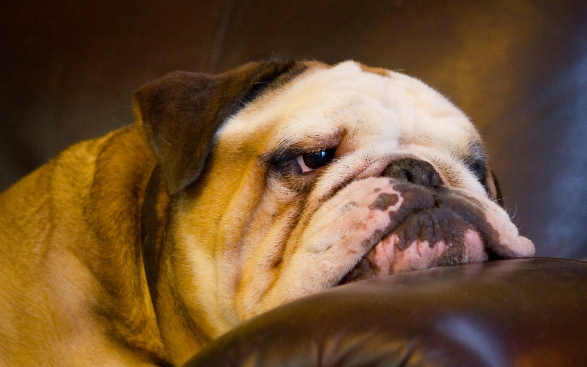bulldog inglese muso