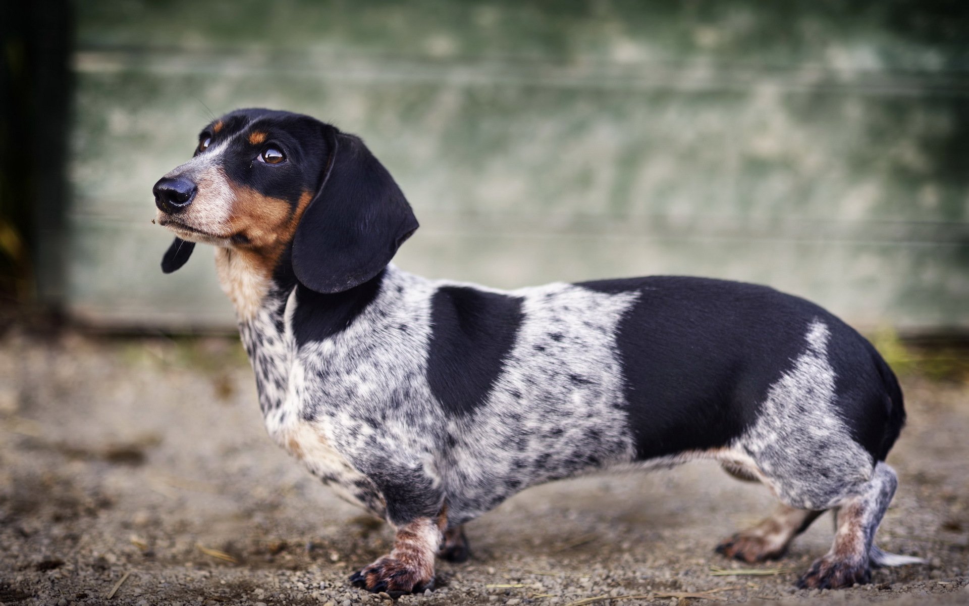 chien regard ami