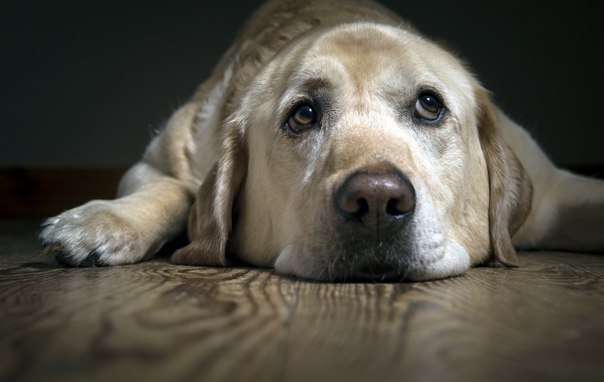 chien regard ami
