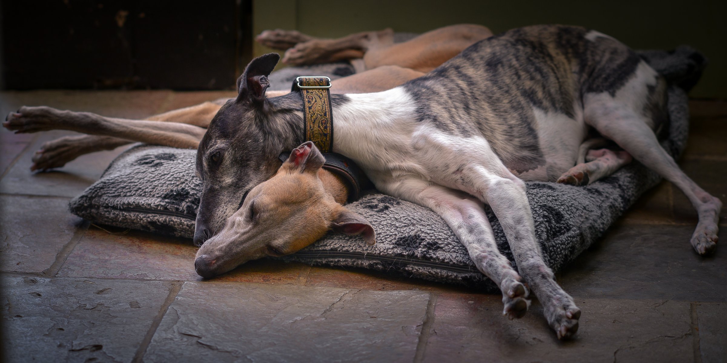 cani amici sfondo