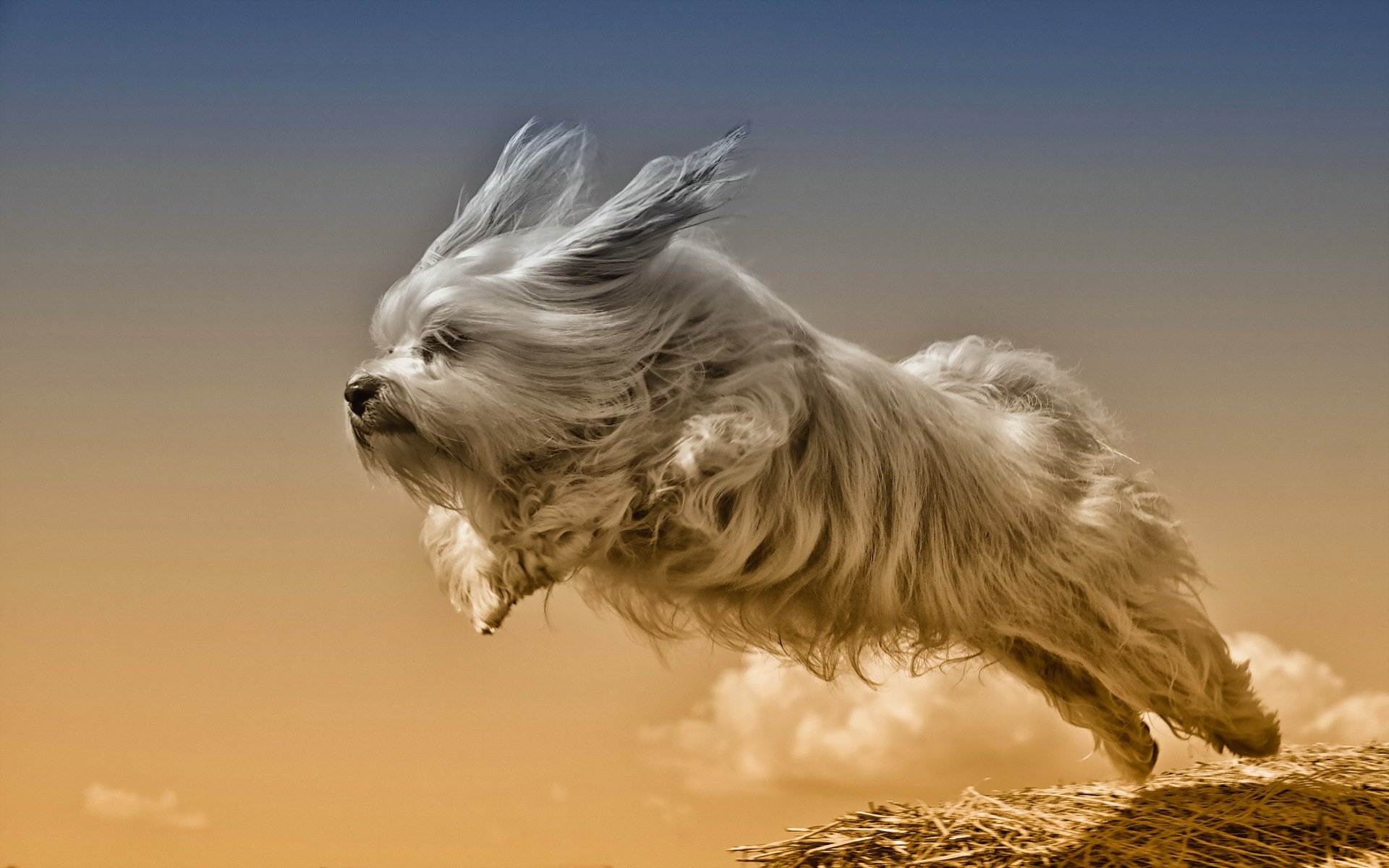 dog other running