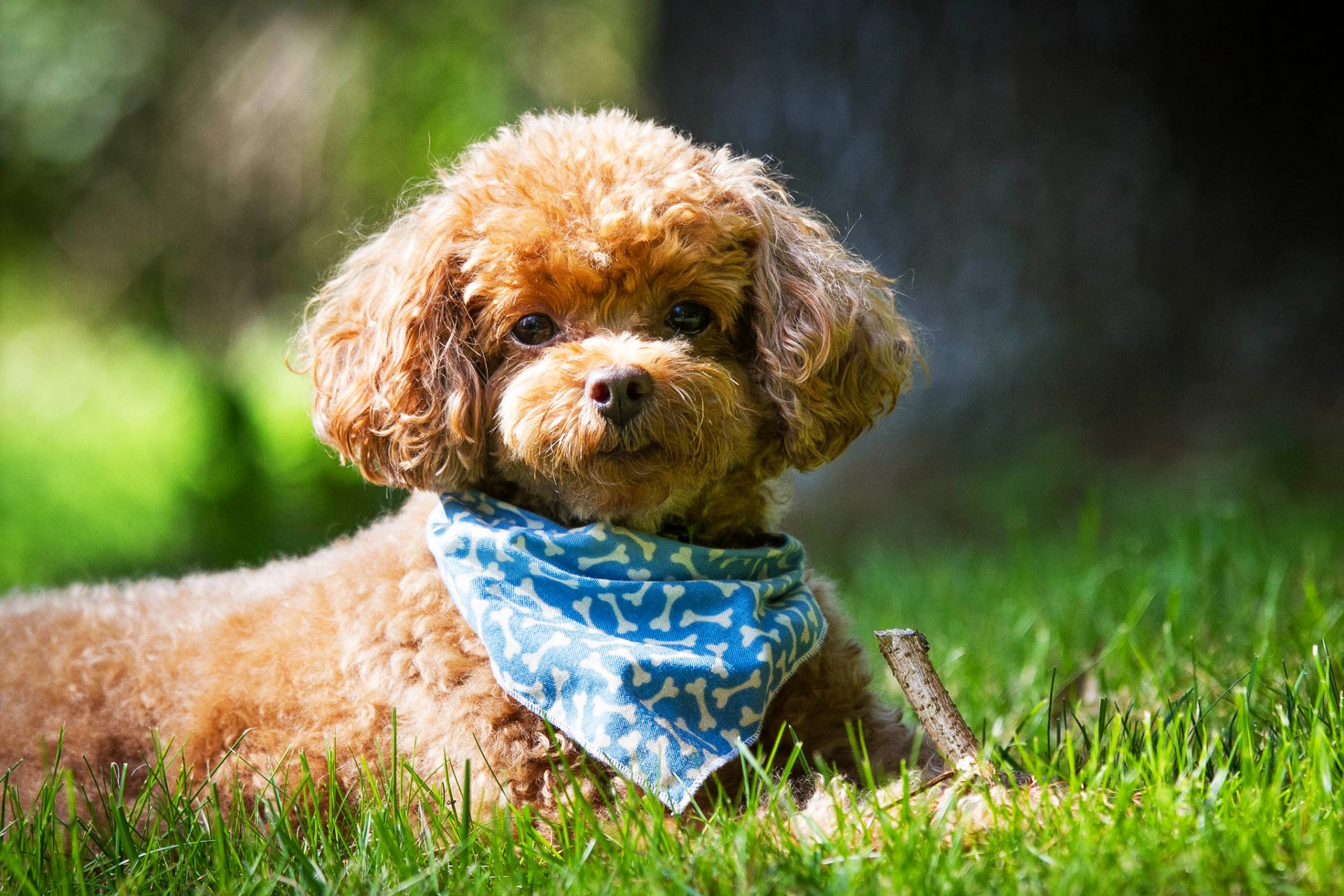 dog poodle snout view scarf grass summer