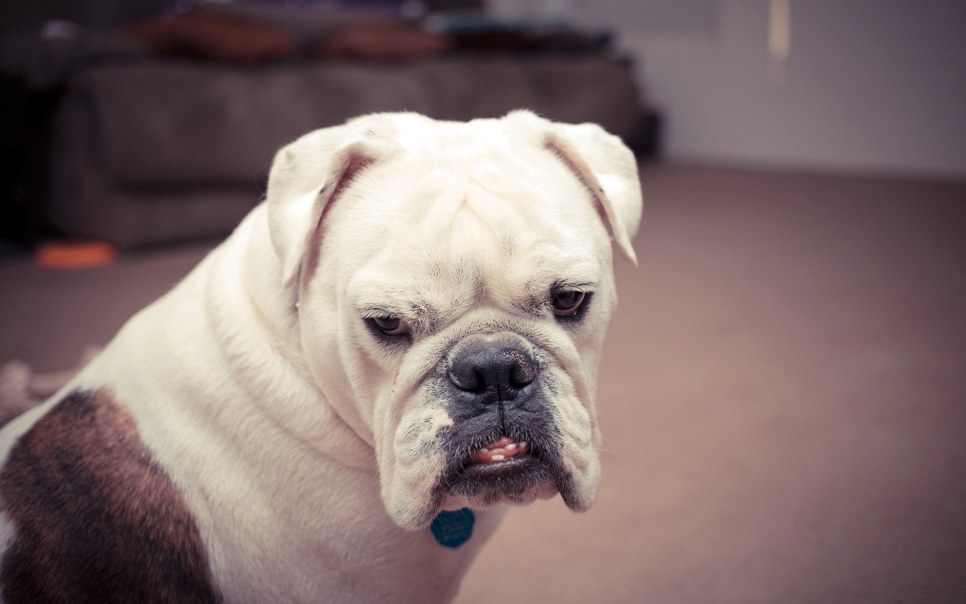 hund blick haus