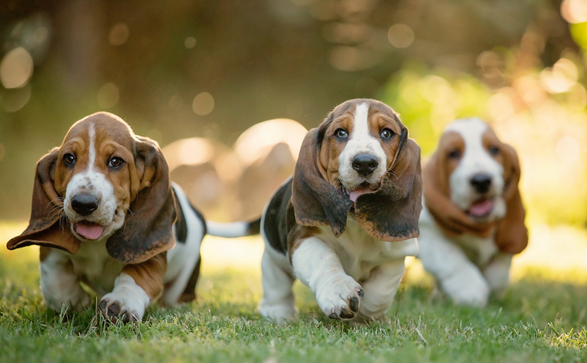 dogs friends background