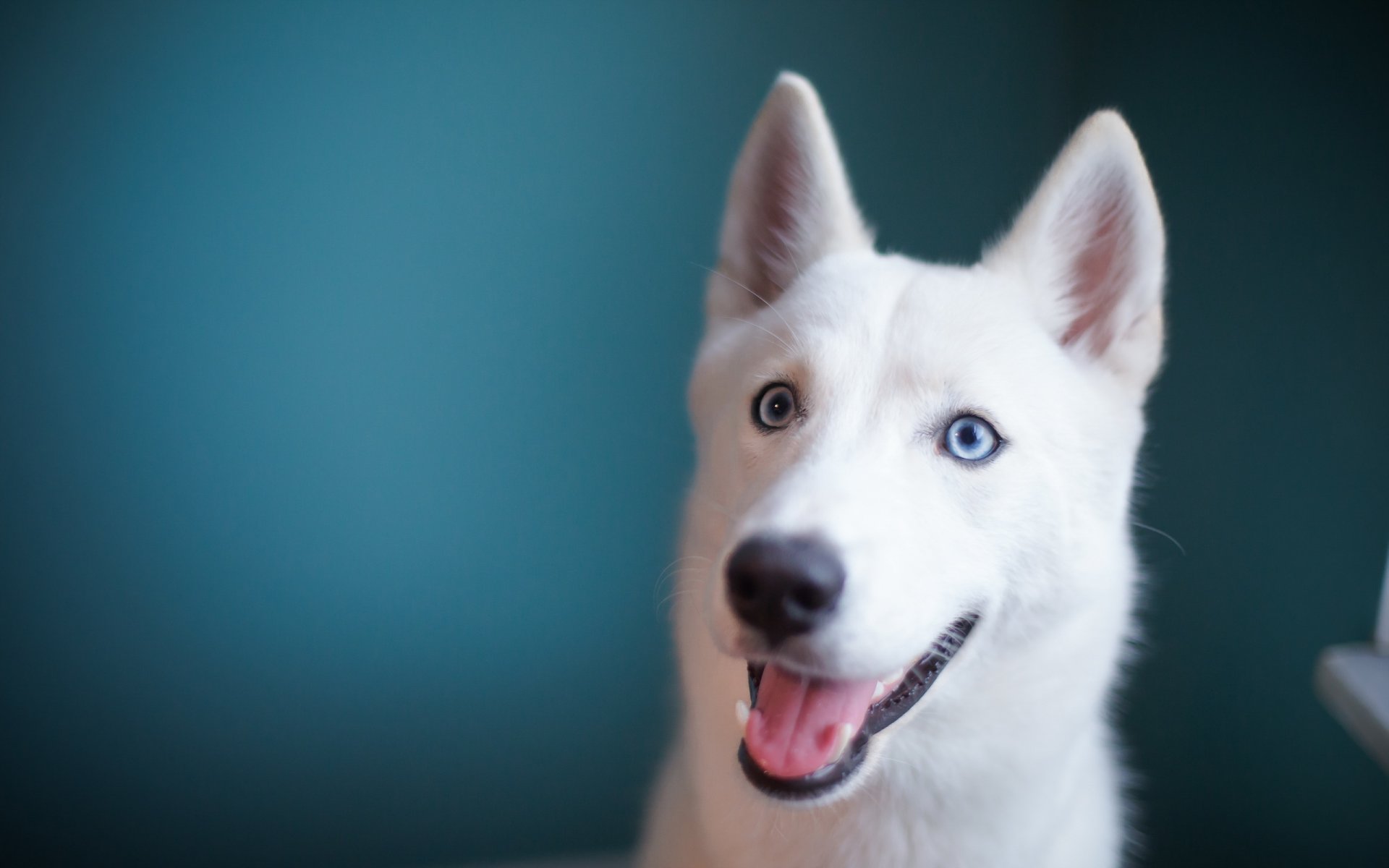 dog view other