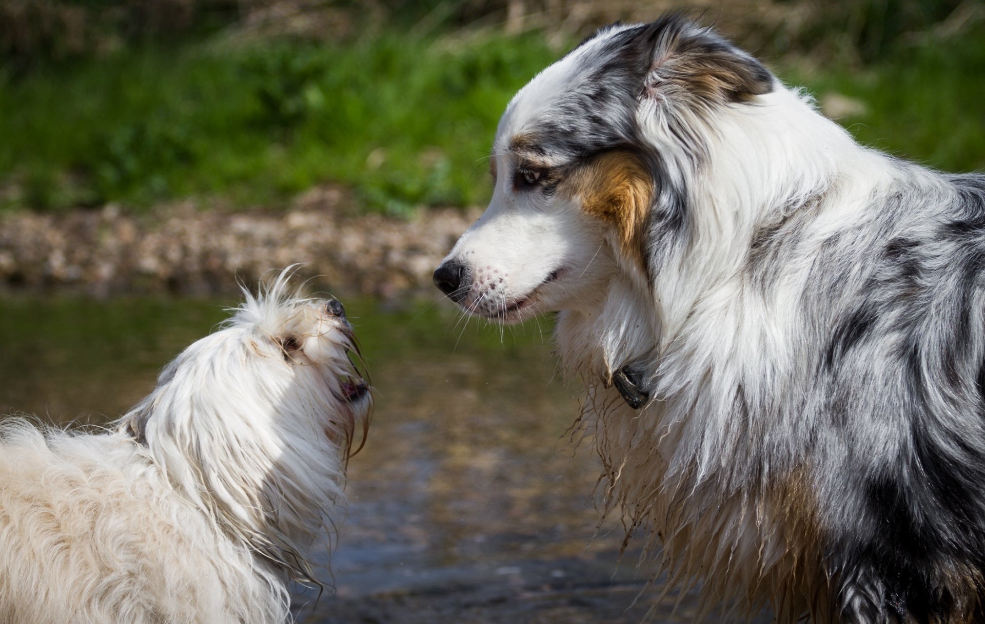 perros pareja amigos perfil