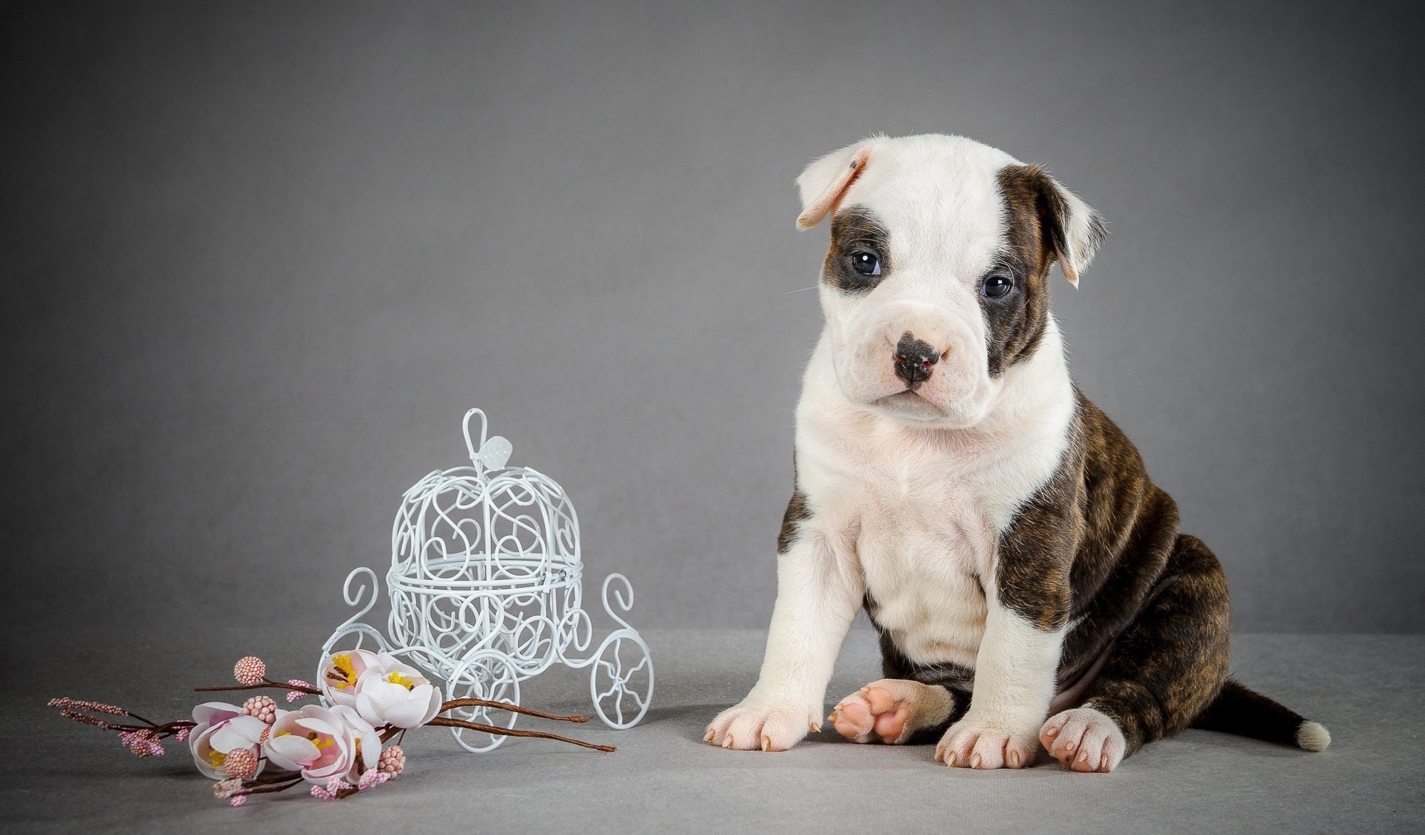 dog puppy carriage flowers coach