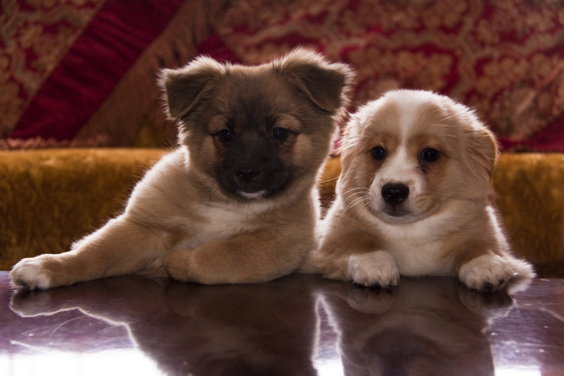 perros cachorros cachorros bozales bozales bozales patas