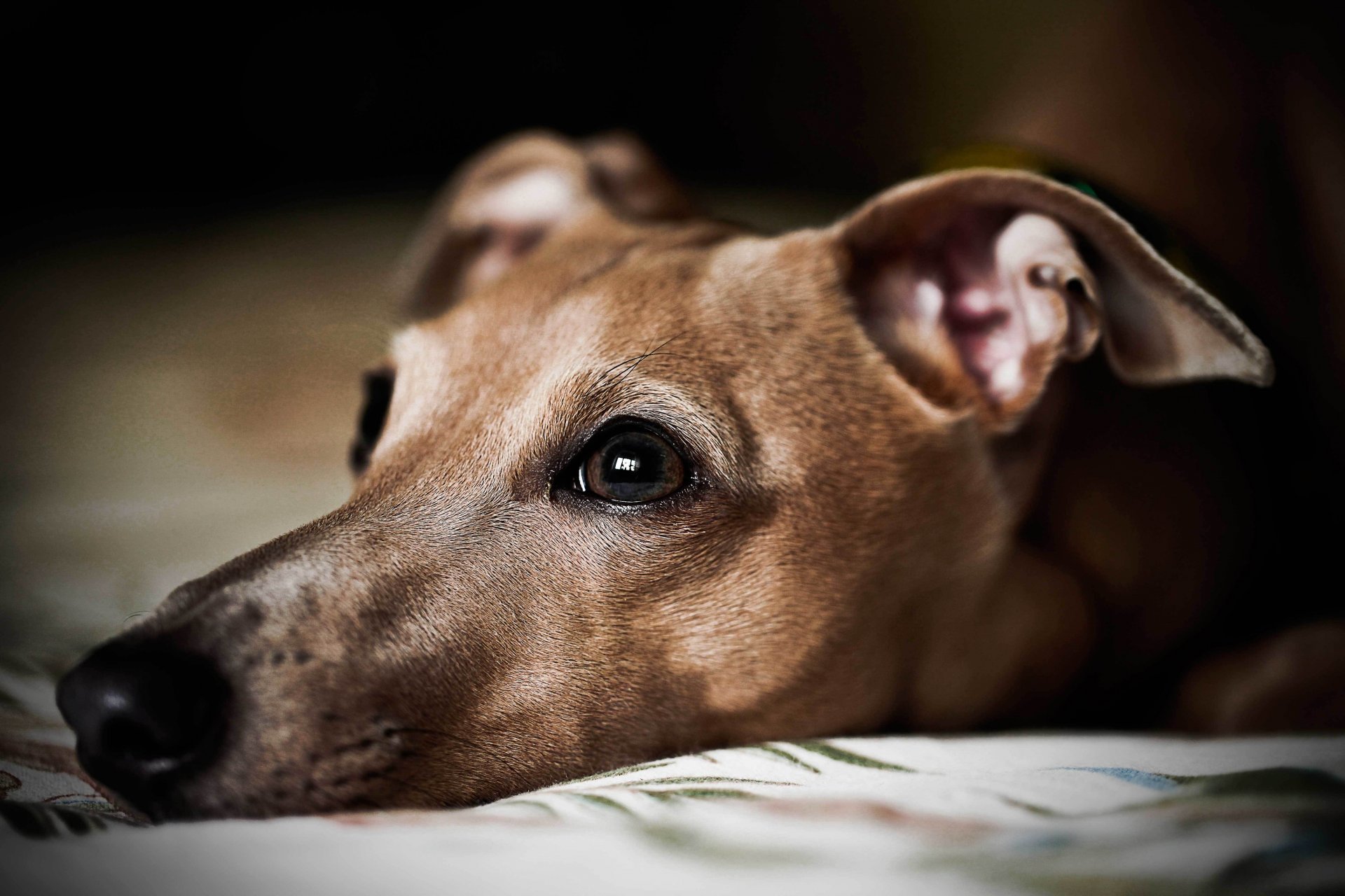 cane sguardo amico