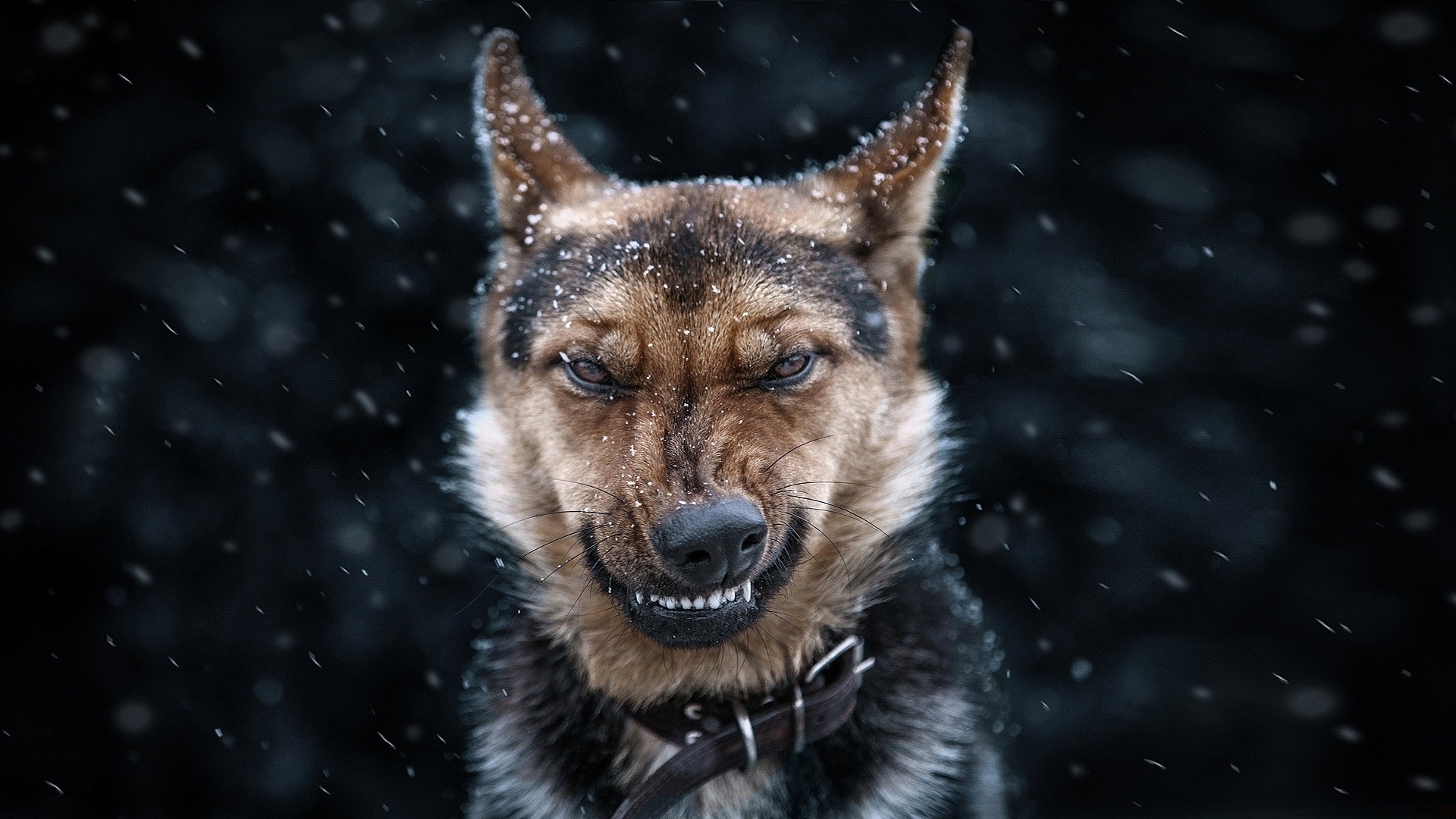 dog face eye