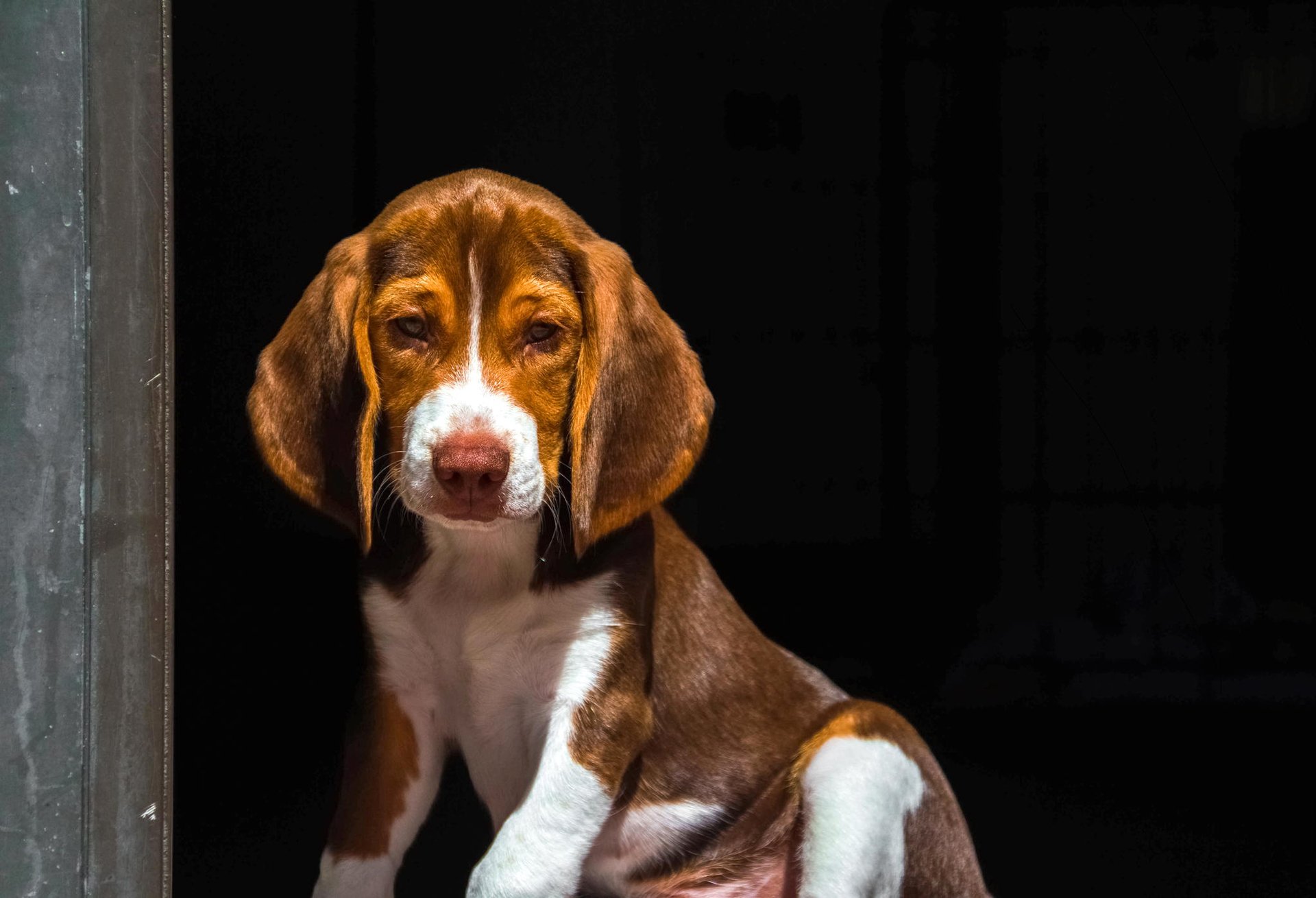hound puppy ears view