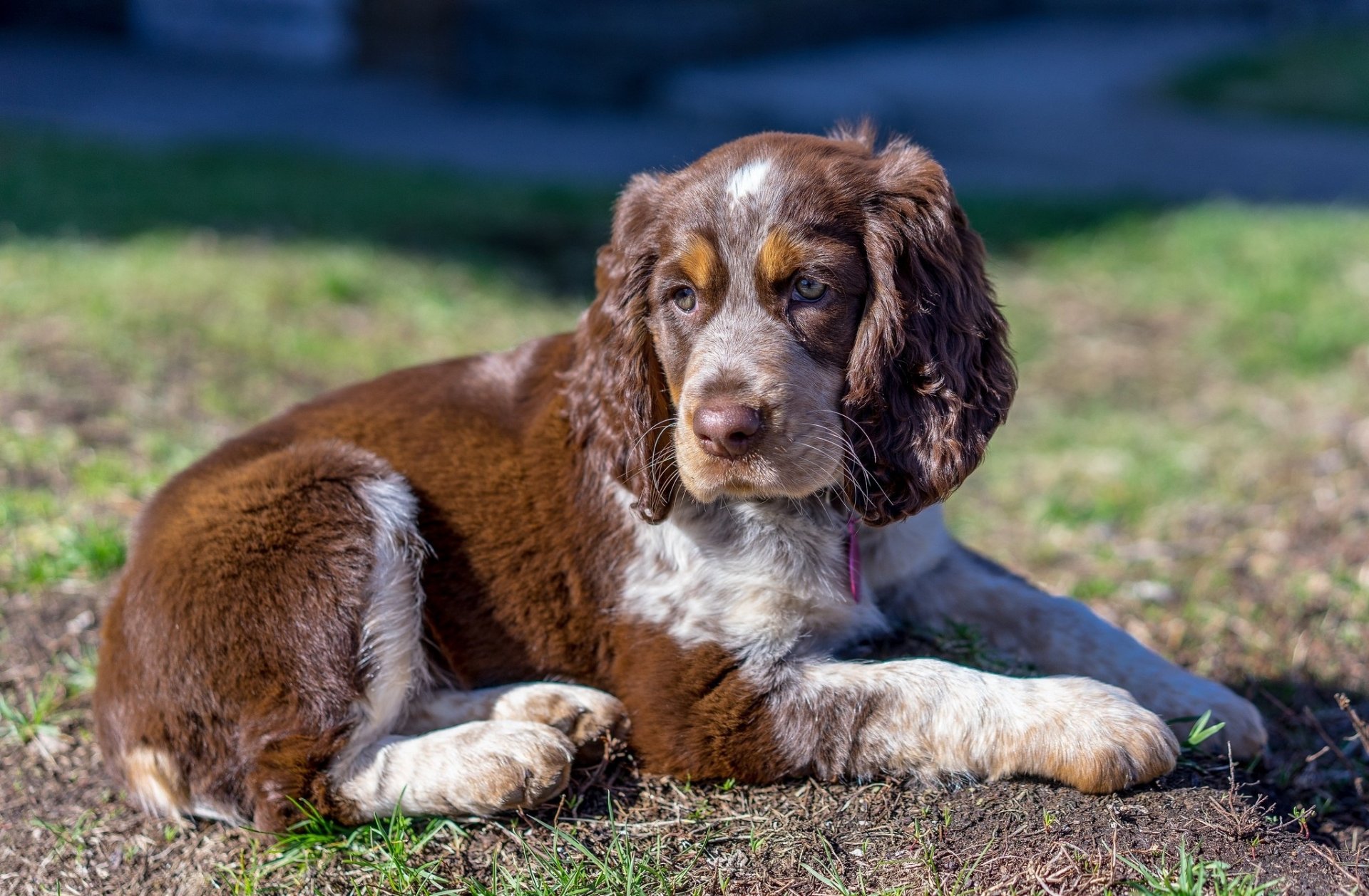 hund lockig kastanienbraun
