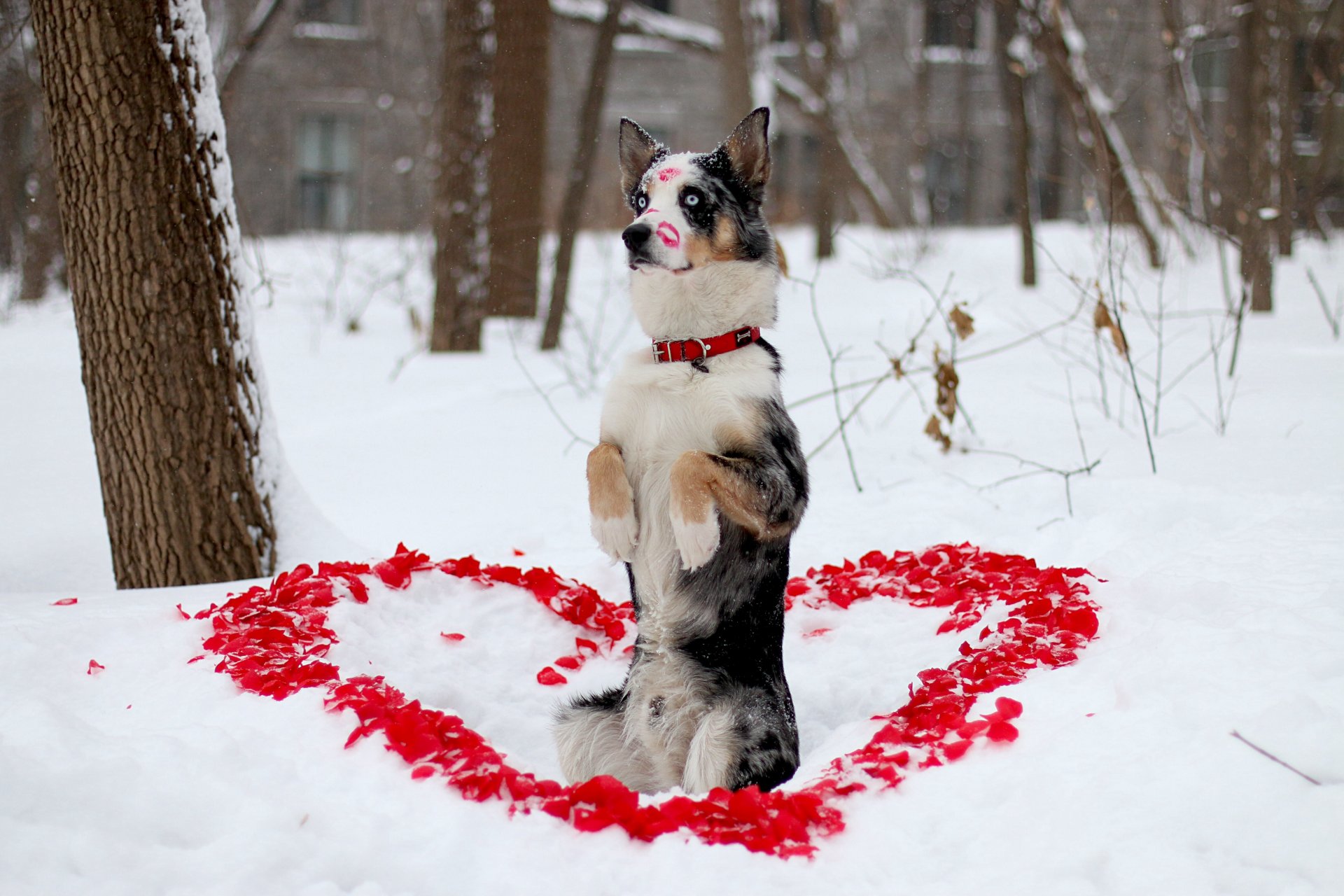 amico cane sguardo inverno cuore petali rossetto