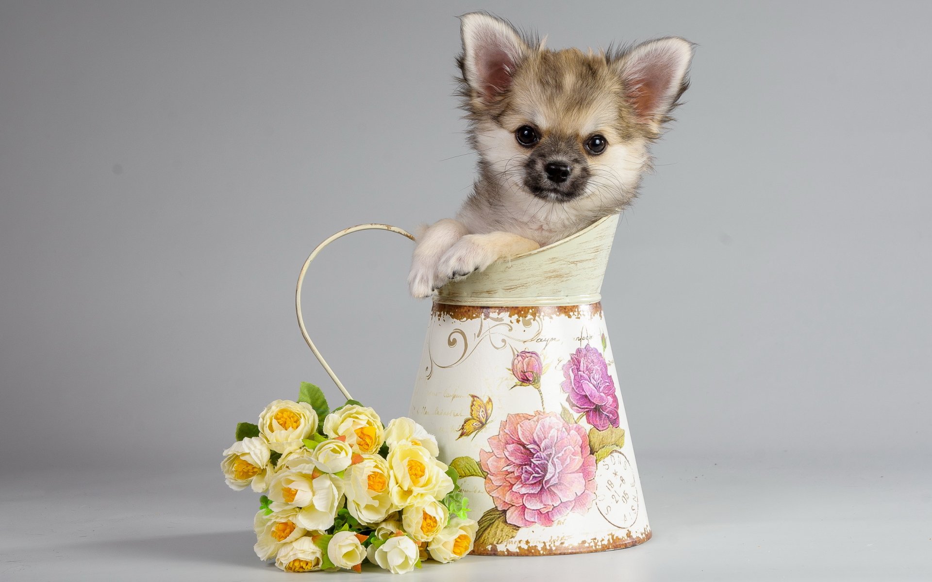chien vue ami chiot
