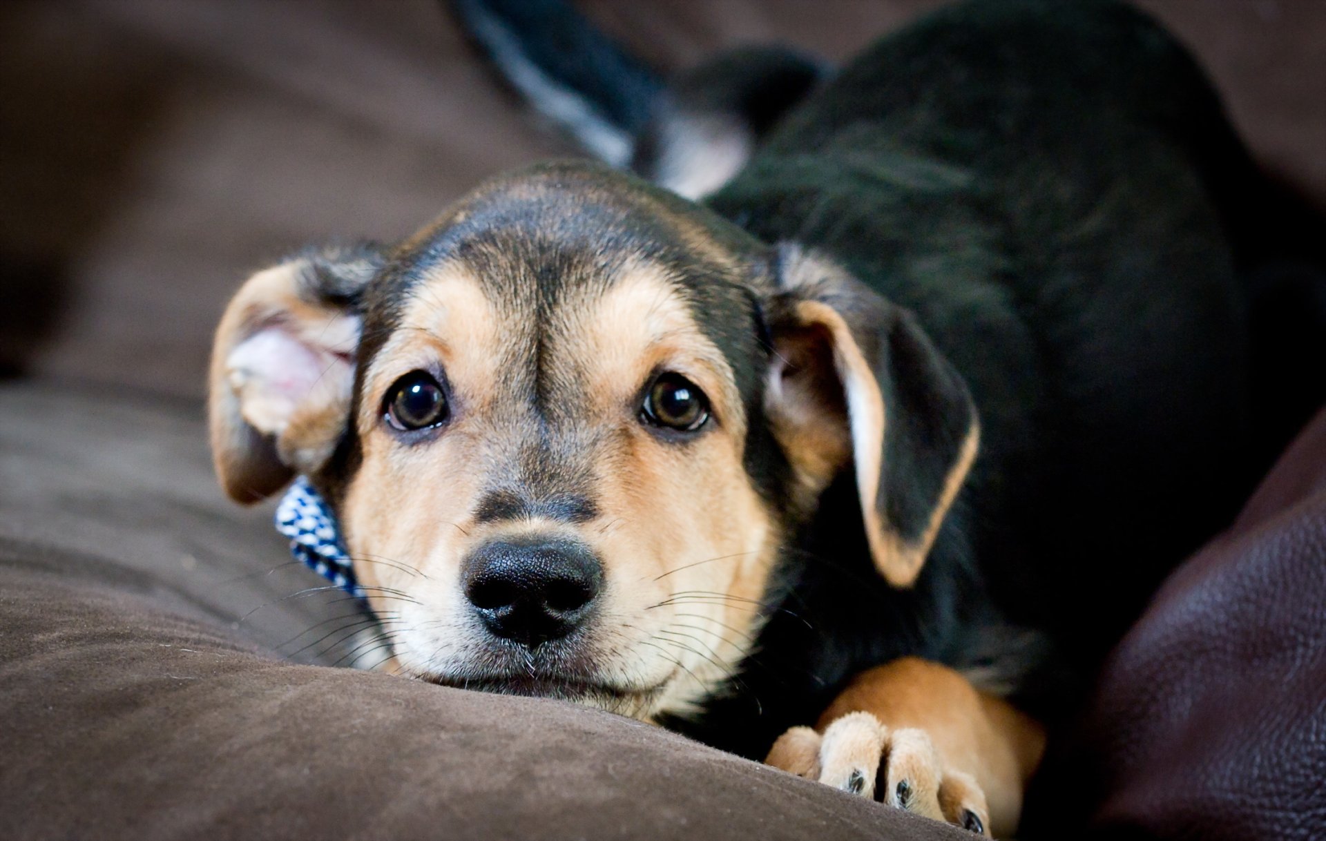 chien regard ami