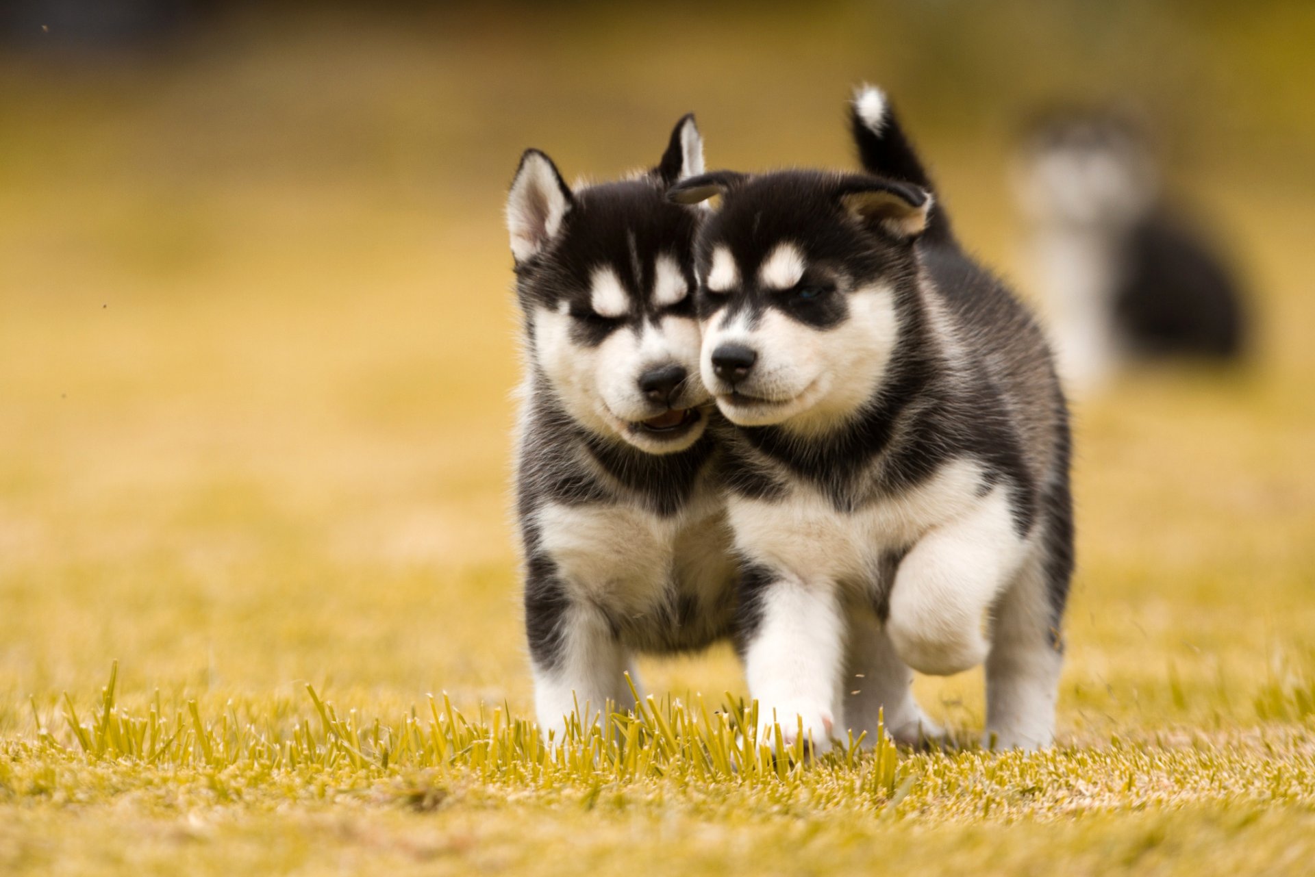 perros esquimales cachorros perros dos césped