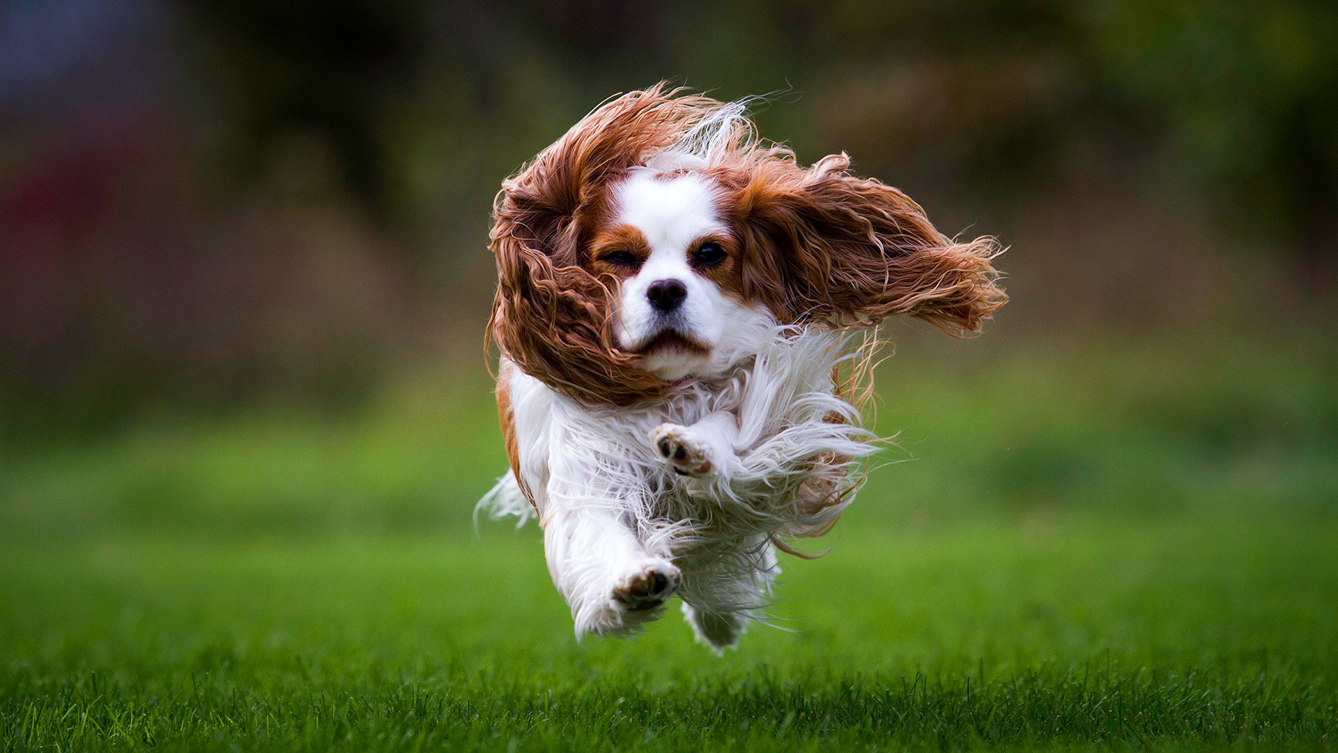 paniel dog wool running grass turf