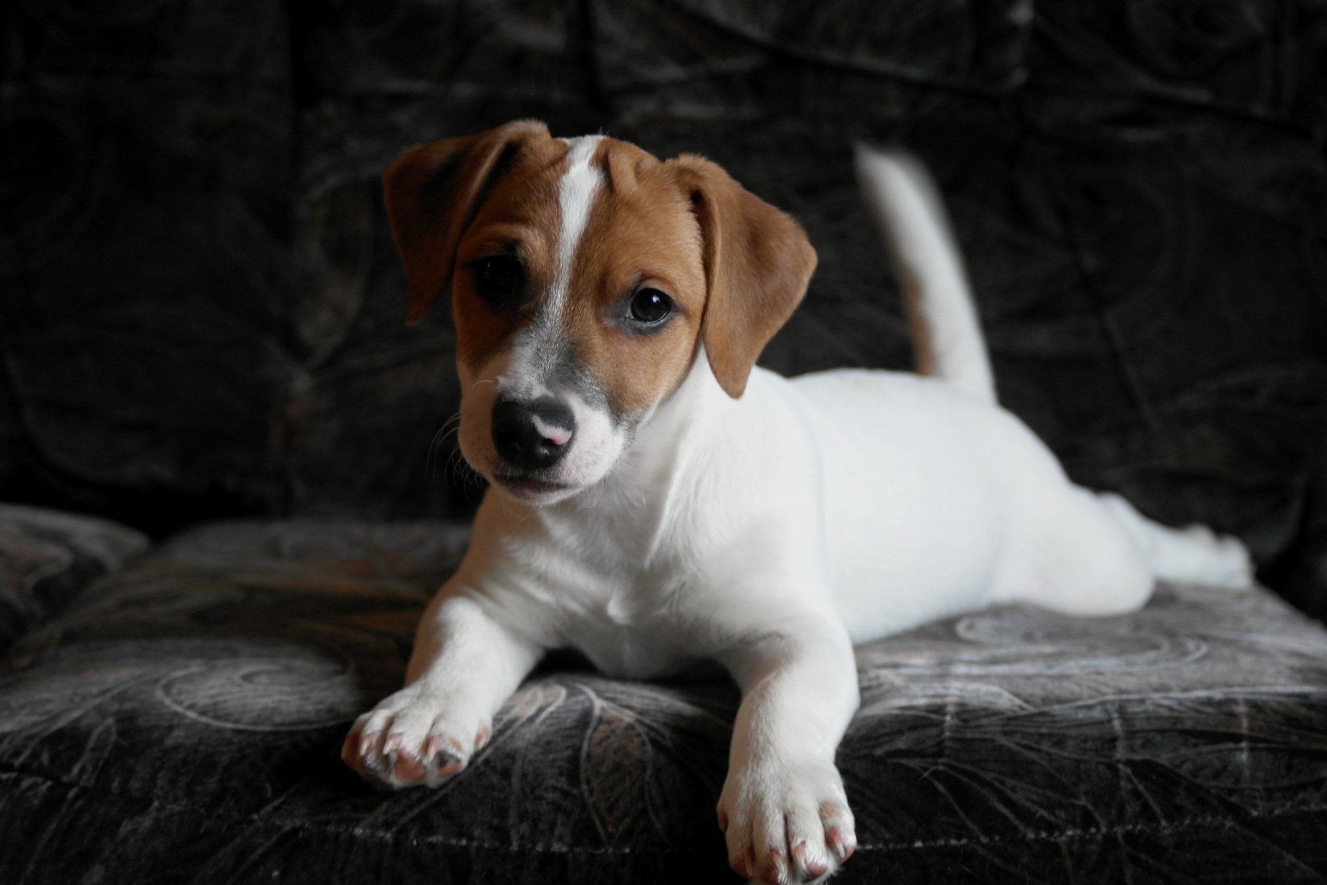 hund blick freund