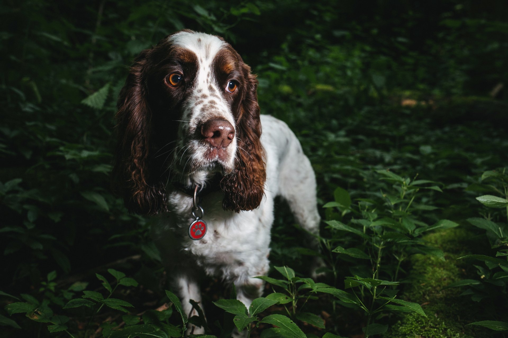 hund blick freund