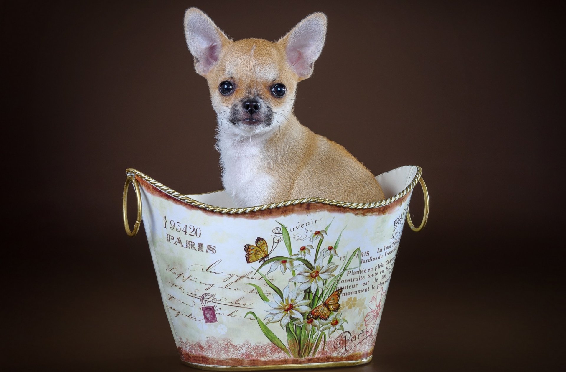 chien panier chiot fond
