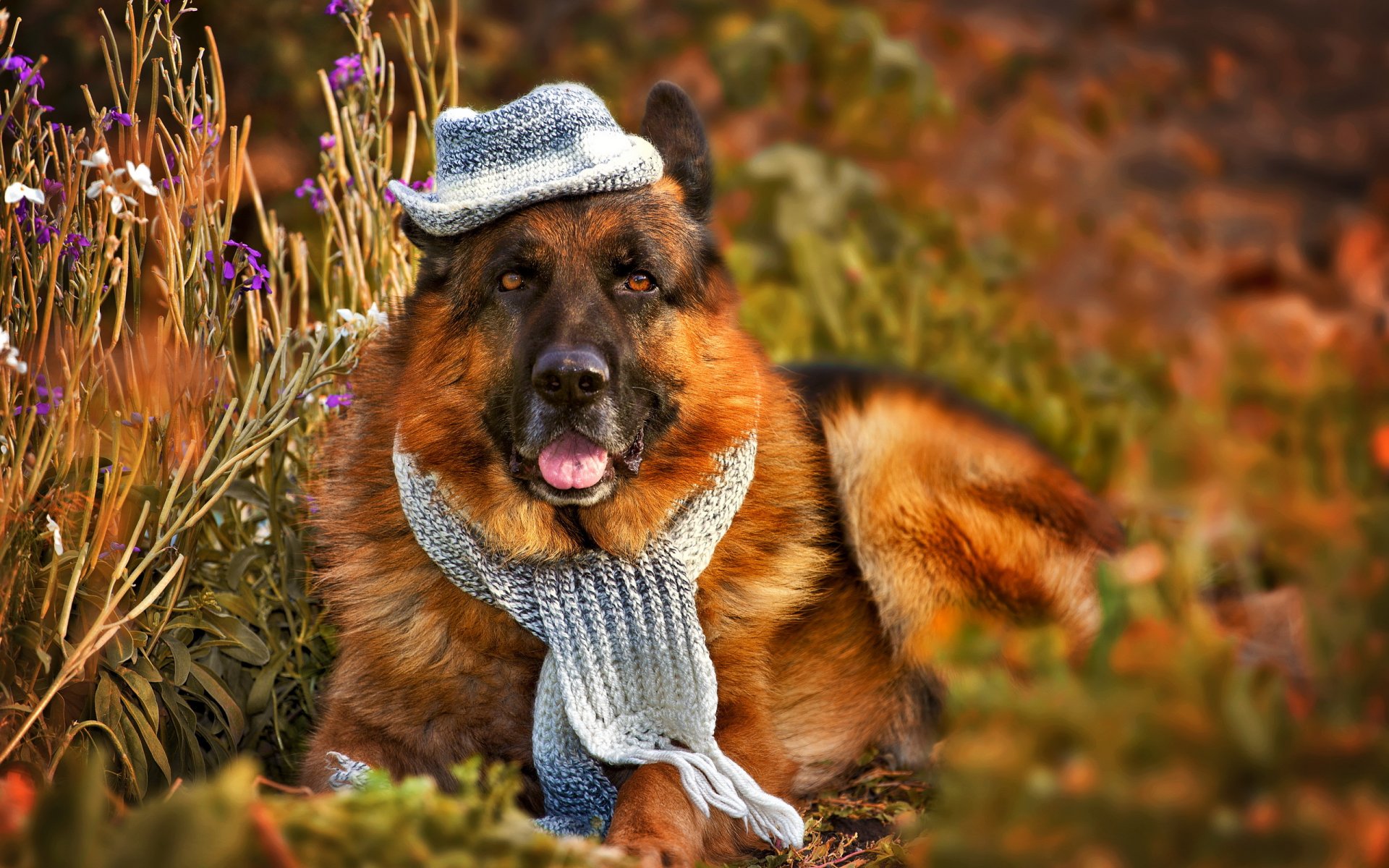 dog other view hat