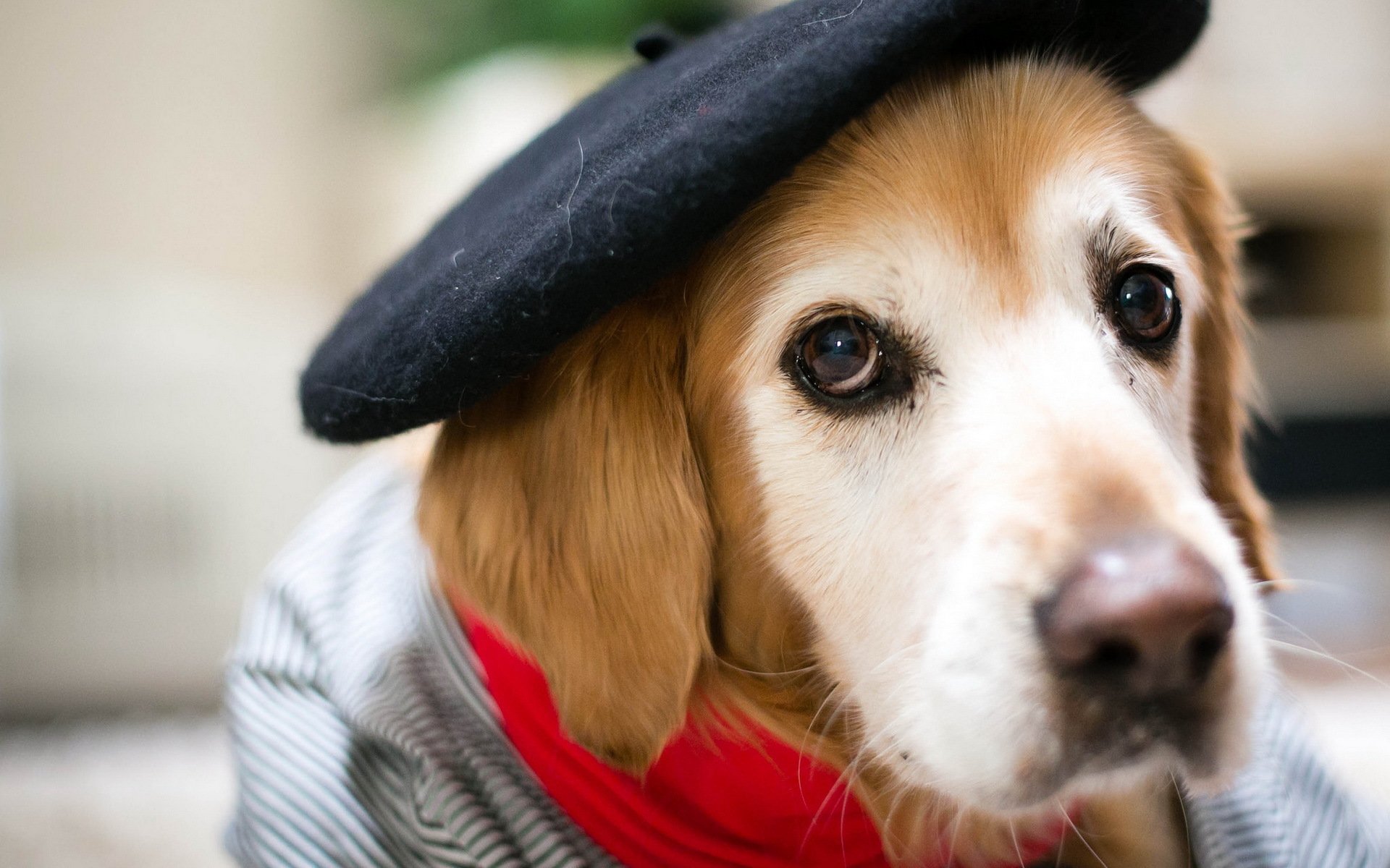 hund blick freund