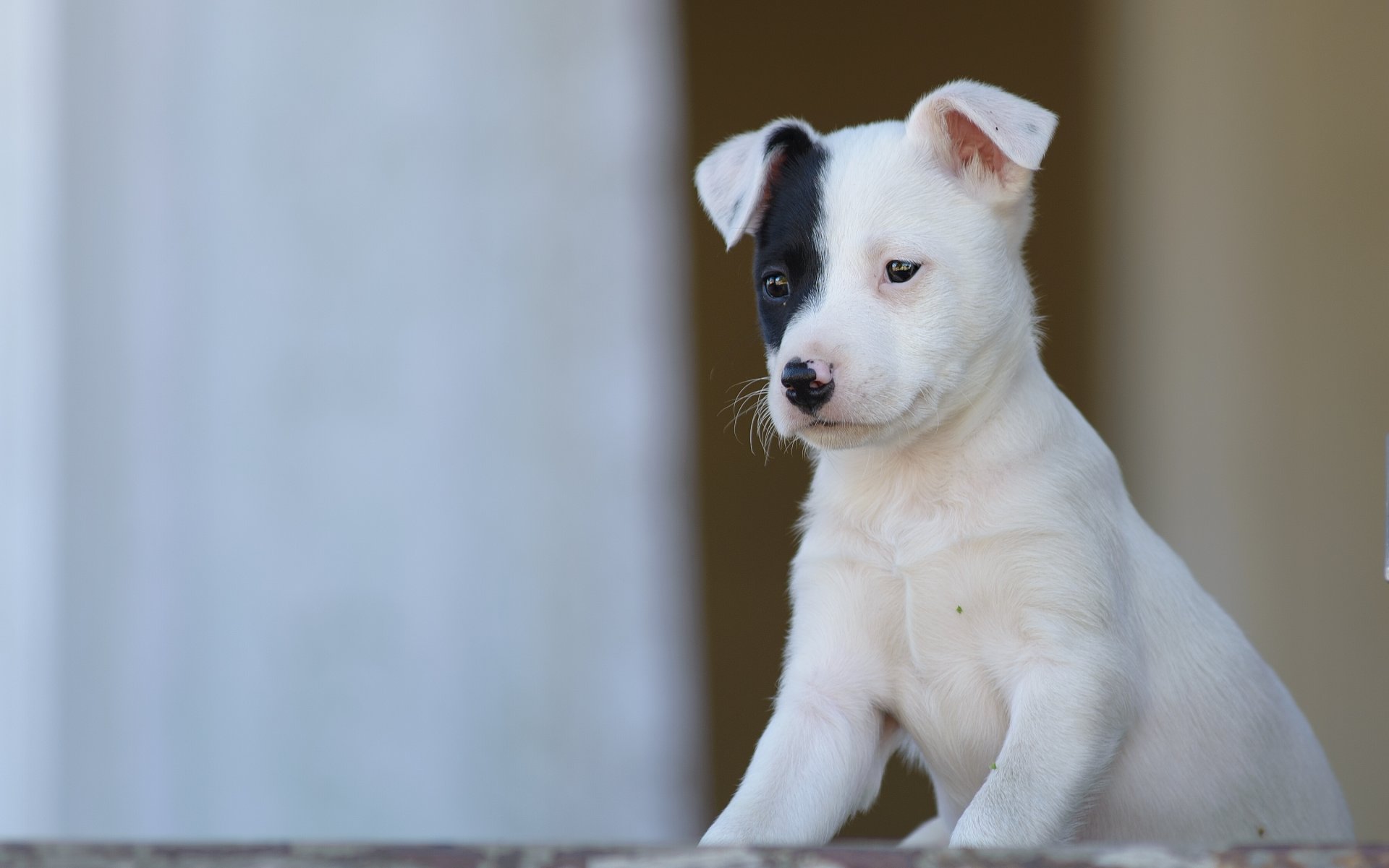 perro cachorro