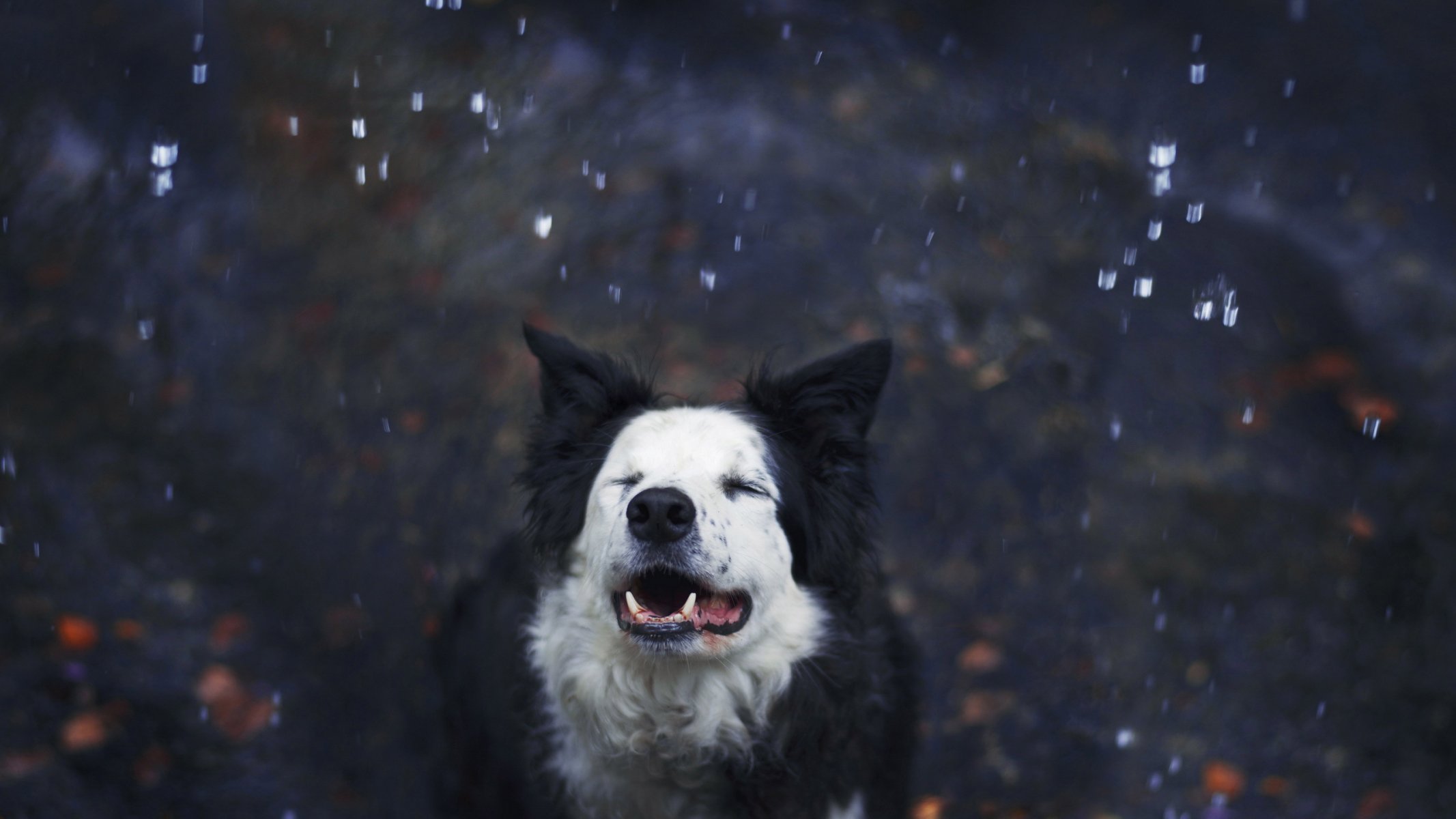 dog snow other